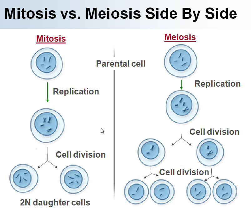 dna replication in mitosis vs meiosis